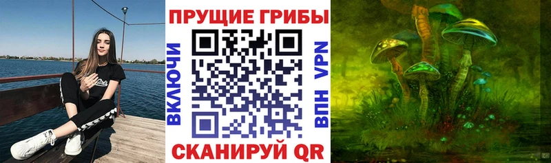 купить  цена  Белоусово  Галлюциногенные грибы Psilocybe 
